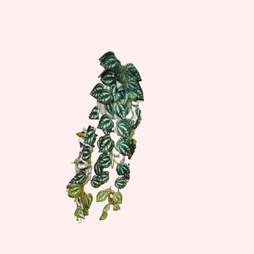 Artificial Creeper leaf Realistic Greenery for Home & Office Décor